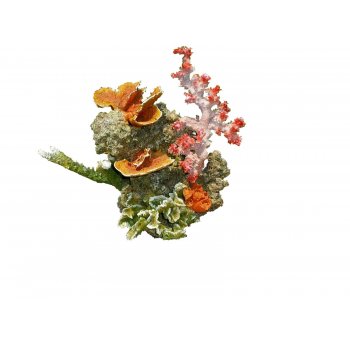 HAQUOSS CORALLO SU ROCCIA 5 - 32x23x27h cm